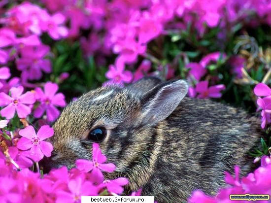 Poze cu AnimaluTze!! - Alex - Forum!