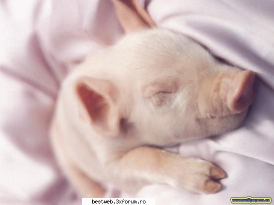 Poze cu AnimaluTze!! - Dorm!!!!!!!!!!! - Forum!