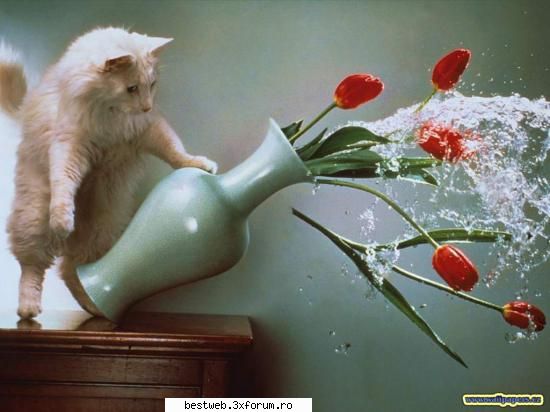 Poze cu AnimaluTze!! - Upssssss!!!!!!!!!!!!!!!:( - Forum!